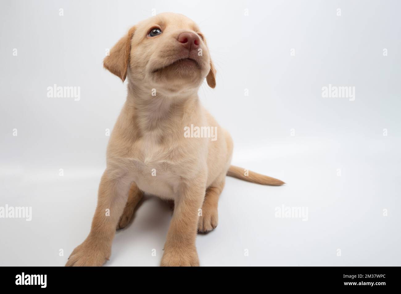 Verspieltes labrador-Jungtier-Porträt isoliert auf weißem Studiohintergrund Stockfoto