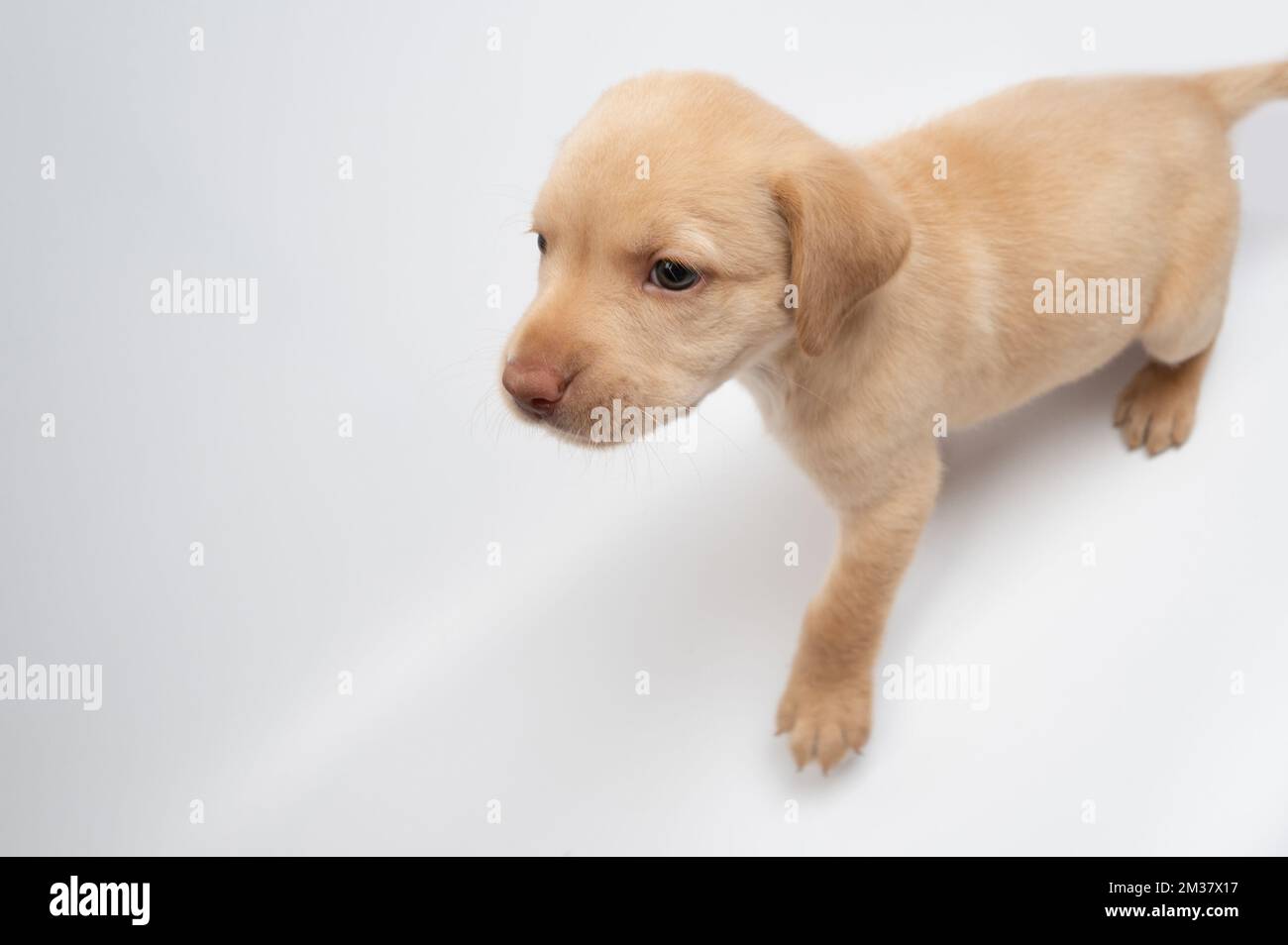 Porträt eines labrador-Hundefreundes isoliert auf weißem Studiohintergrund Stockfoto
