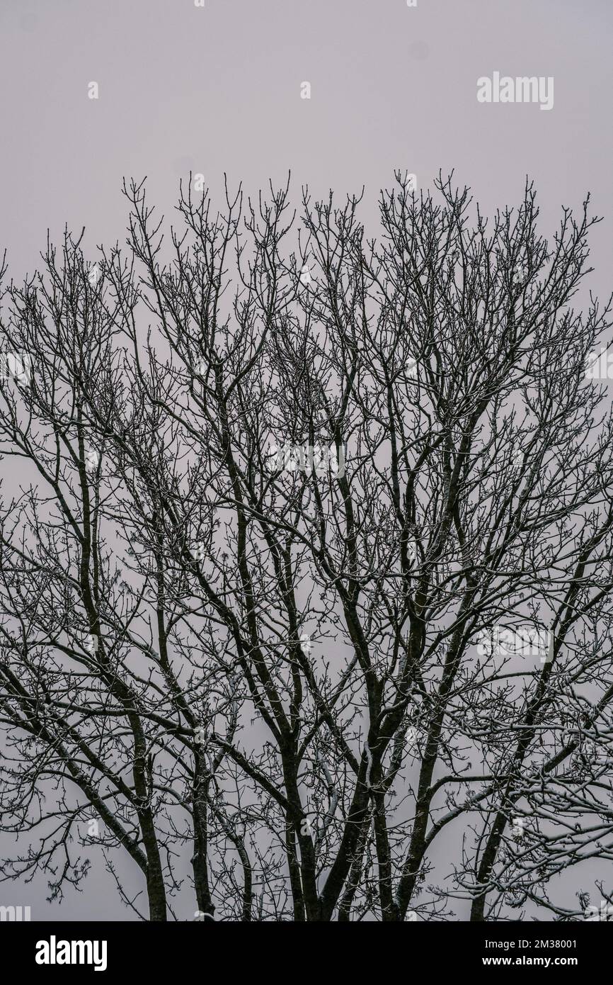 Bäume im Winter mit Schnee und ohne Laub an Einem düsteren grauen Tag in England, Großbritannien Stockfoto