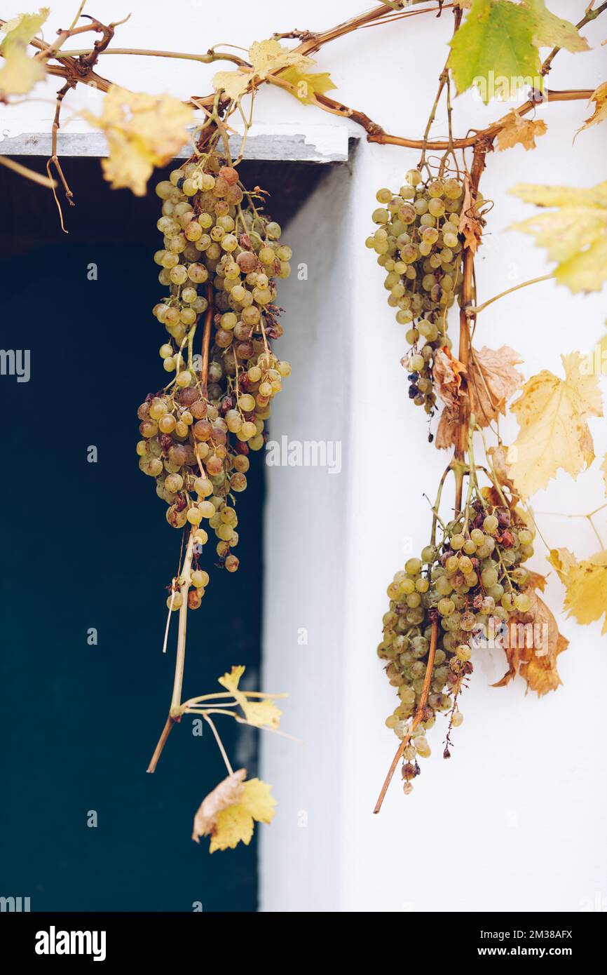 Im Spätsommer und Herbst werden Weinreben in der traditionellen Weinkellerstraße serviert. Stockfoto