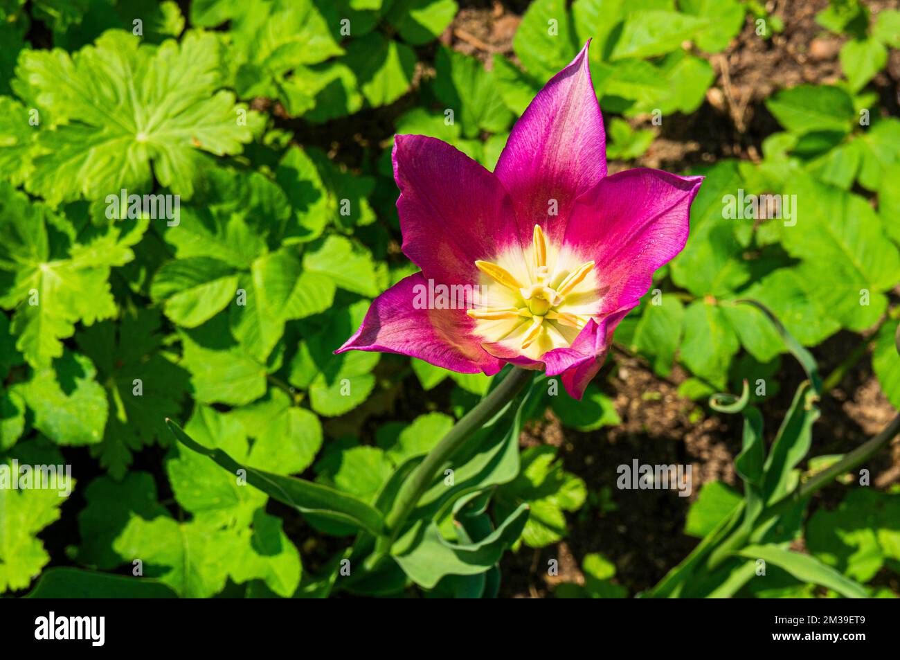 Tulip, Tulipa’ Purple Dream“, Blüte am 4. Mai 2022 in Pruhonice, Tschechische Republik. (CTK Photo/Libor Sojka) Stockfoto