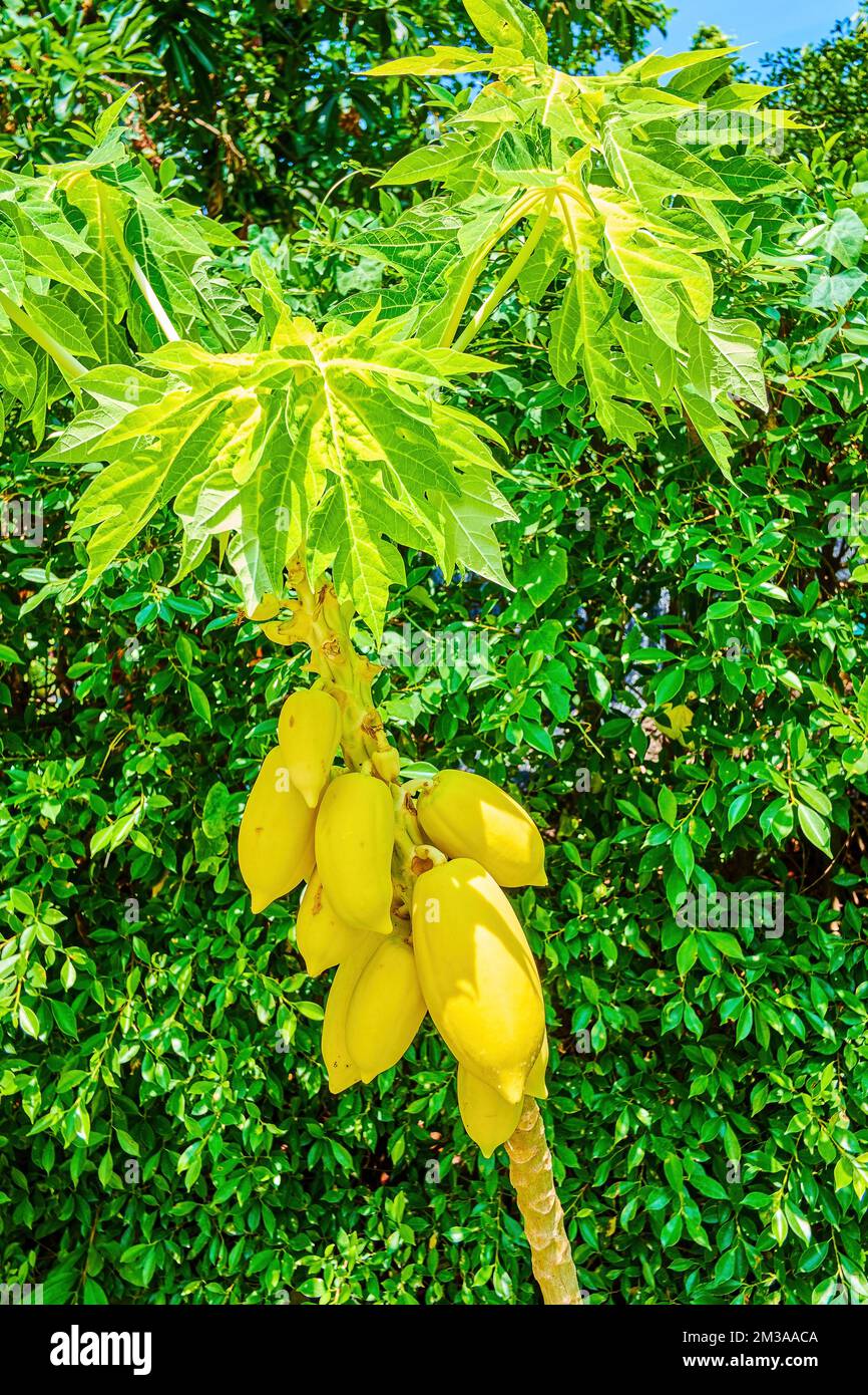 Exotic garden thailand Fotos und Bildmaterial in hoher Auflösung Alamy