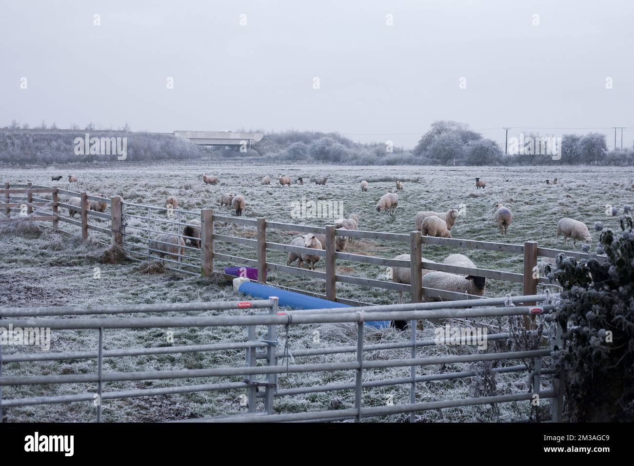 Wintertag mit Frost, matte Landschaft, Flachfeld mit Schafen Stockfoto
