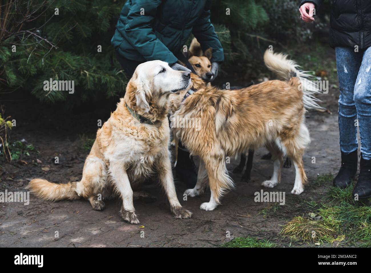 Hundeheim- und Freiwilligenkonzept. Eine lange Außenaufnahme von drei großen Hunden unbekannter Rasse, die geduldig auf einen Spaziergang mit Freiwilligen warten. Hochwertiges Foto Stockfoto