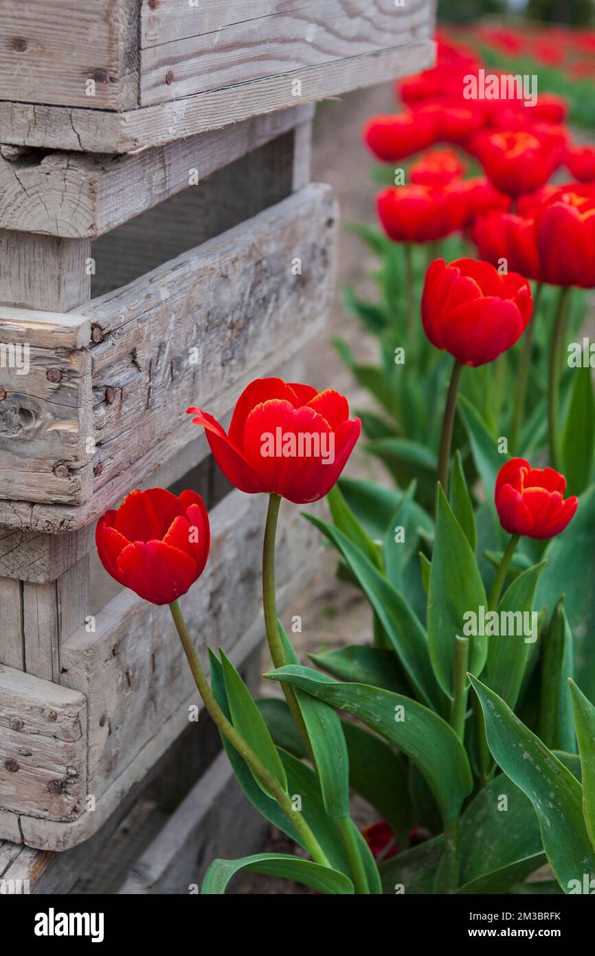 Kräftige, leuchtend rote Tulpen blühen neben hölzernen Tabletts, die für die Ernte von Blumen und Zwiebeln in einer Tulpenfarm im Skagit Valley, Washington State, verwendet werden. Stockfoto