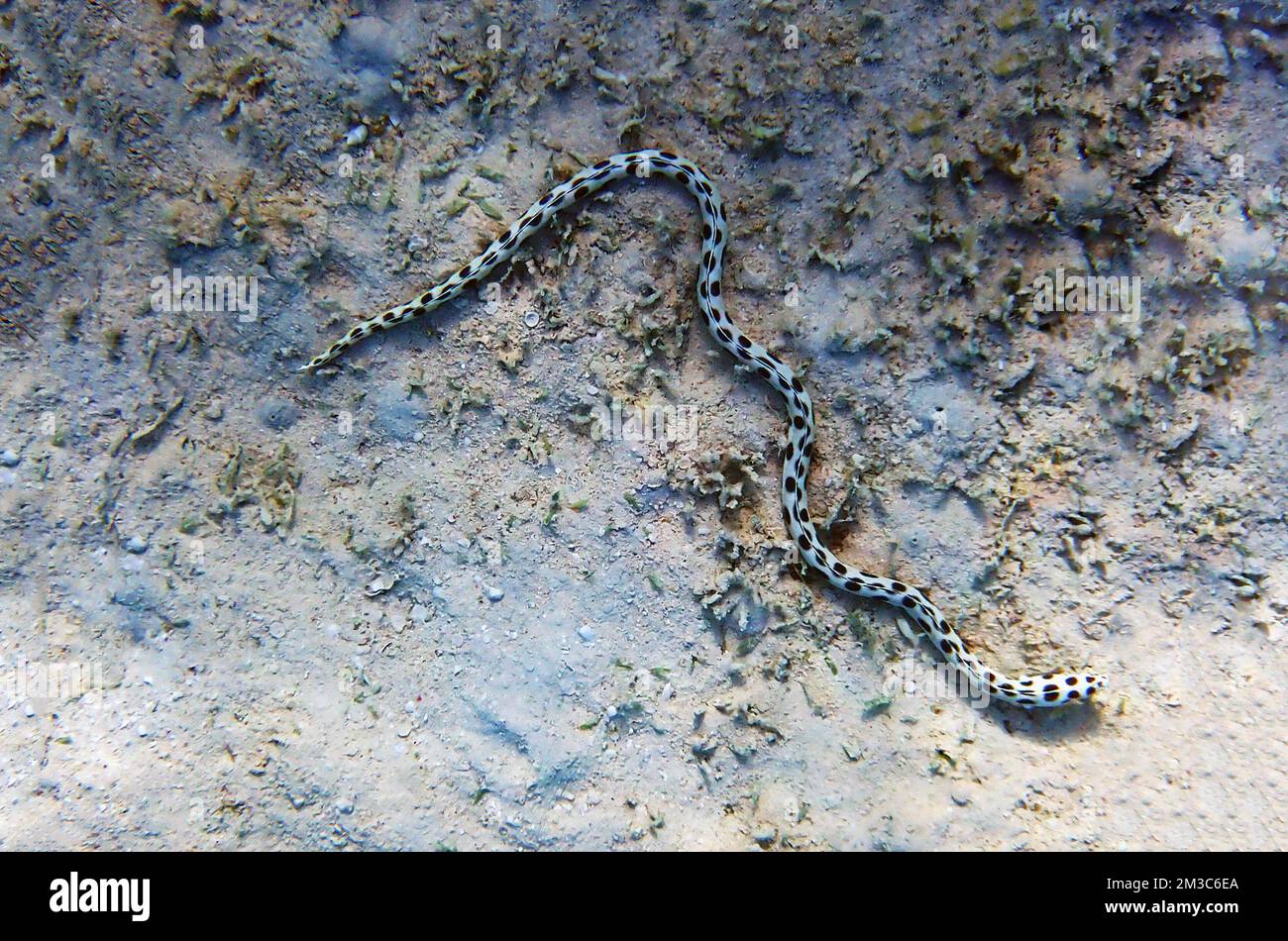 Gefleckter Schlangenaal (Myrichthys tigrinus) Stockfoto