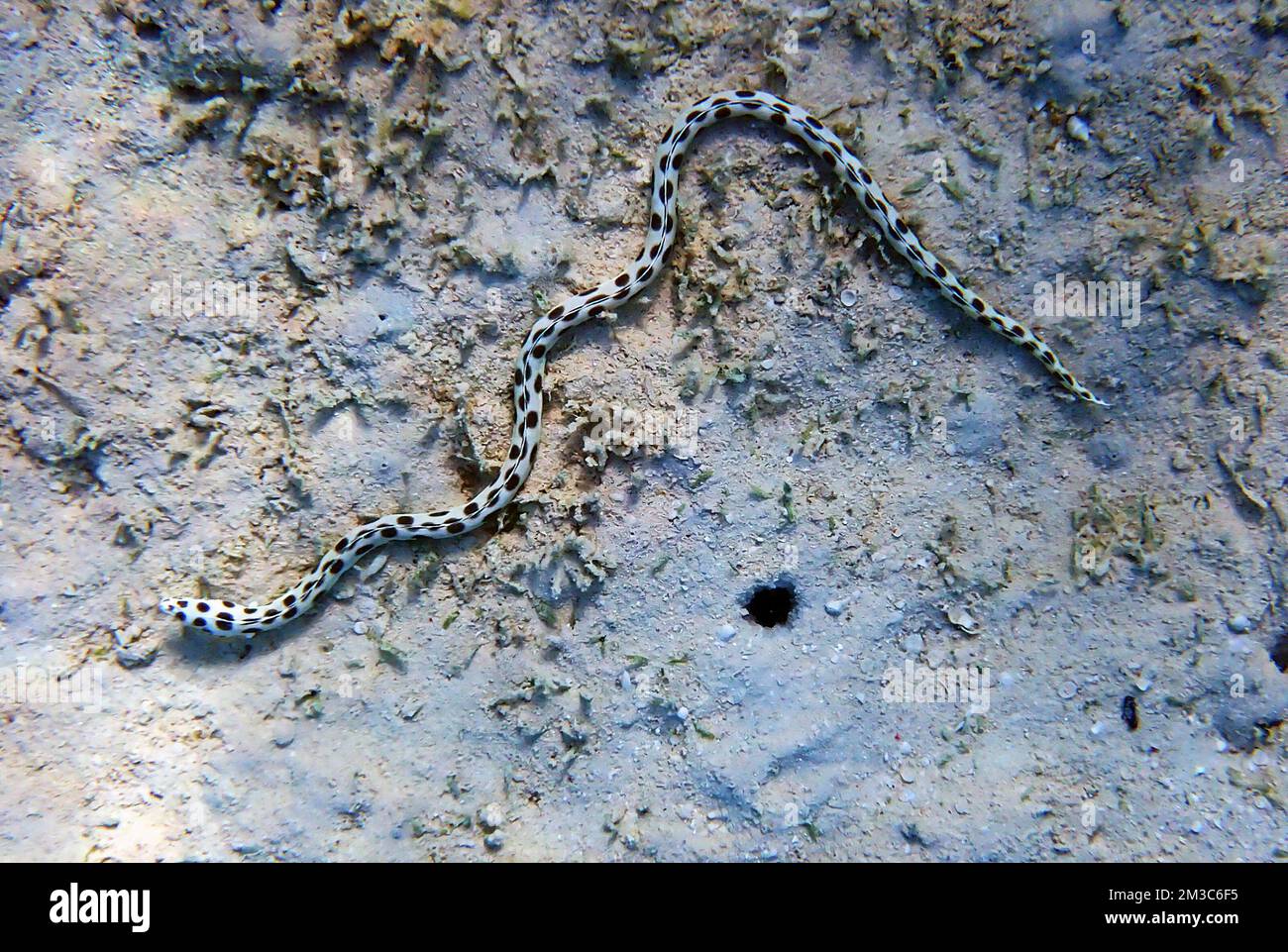 Gefleckter Schlangenaal (Myrichthys tigrinus) Stockfoto