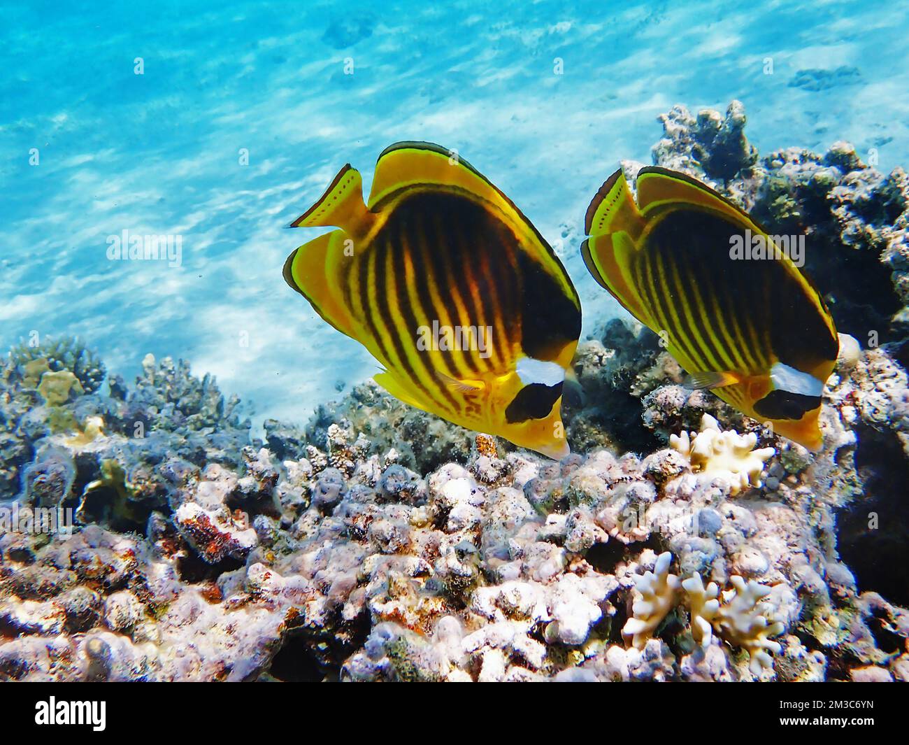 Eritreischer Butterflyfish im Roten Meer (Chaetodon paucifasciatus) Stockfoto