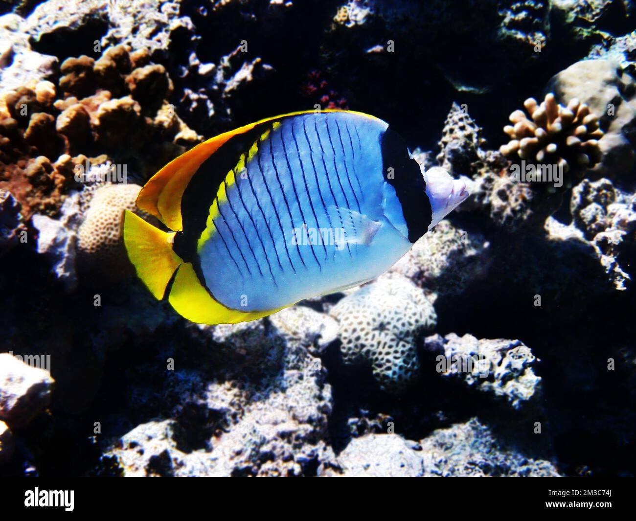 Der ausgekleidete Butterflyfisch (Chaetodon lineolatus) Stockfoto