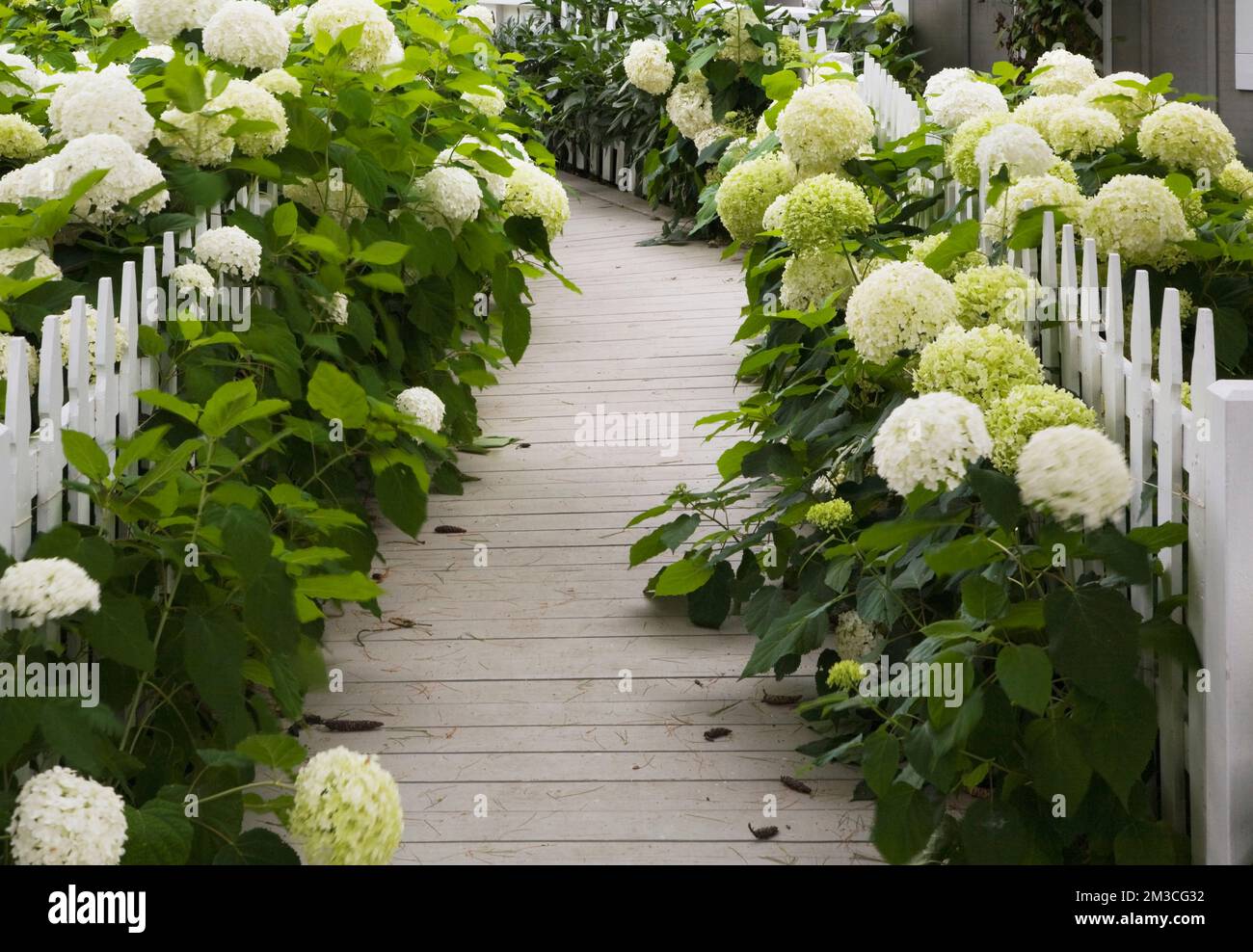 Weiße Hortensien Blumen und Holzsteg führen im Sommer zum New Hampton Cottage Haus. Stockfoto