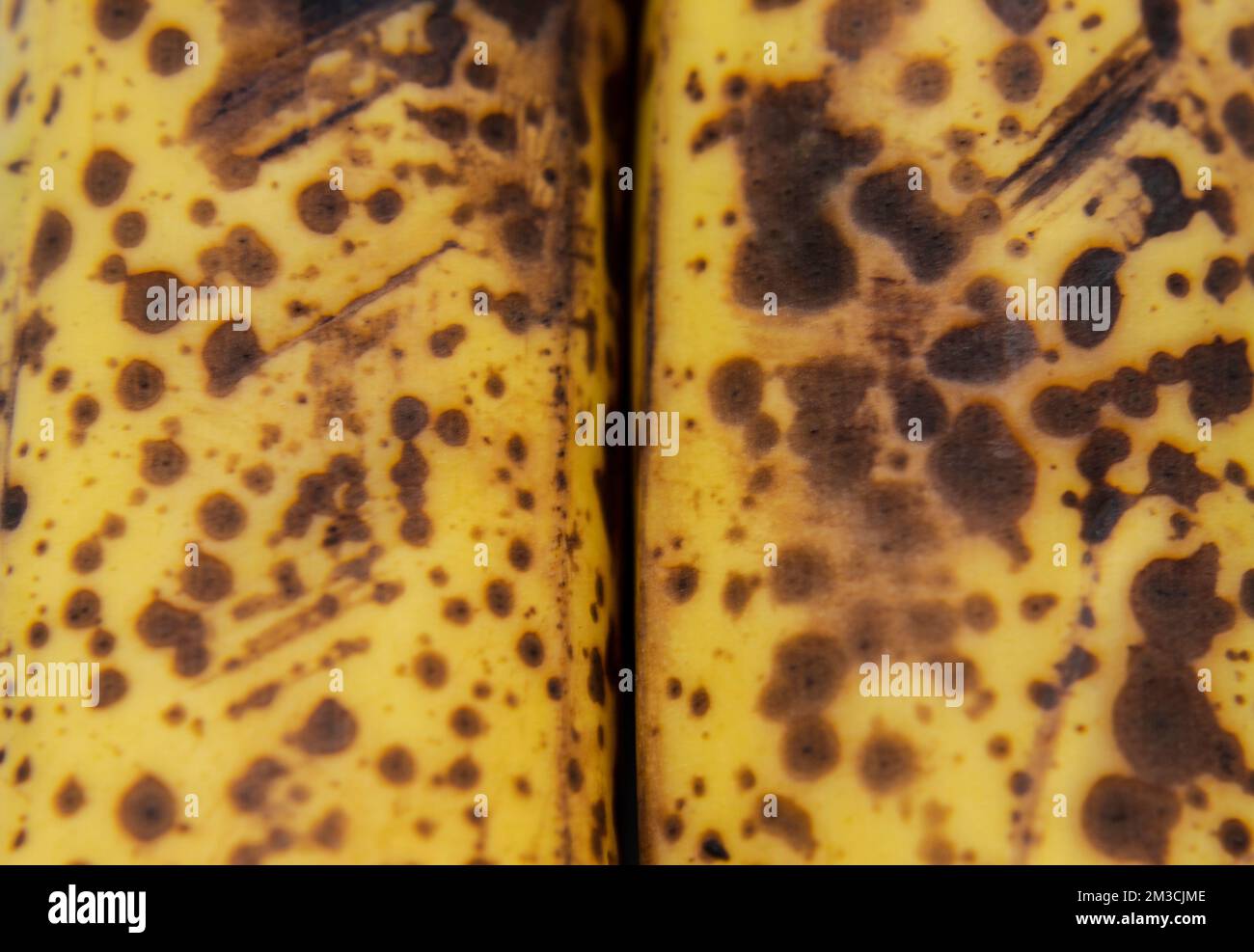 Makrofotografie zu einer frischen, gelben Sommersprossen-Bananenstruktur. Obst- und Texturkonzept Stockfoto