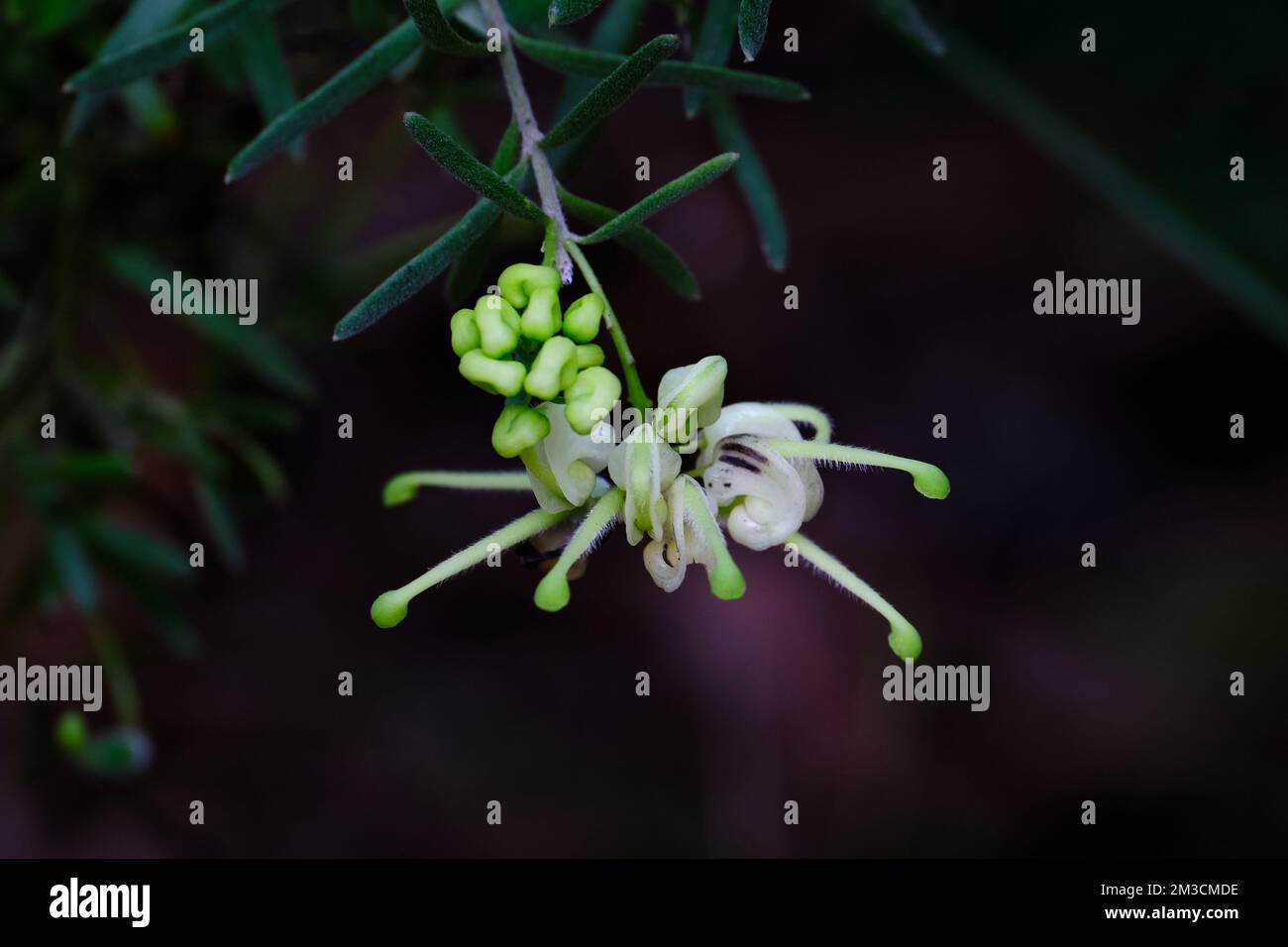 Wollly Grevillea Stockfoto