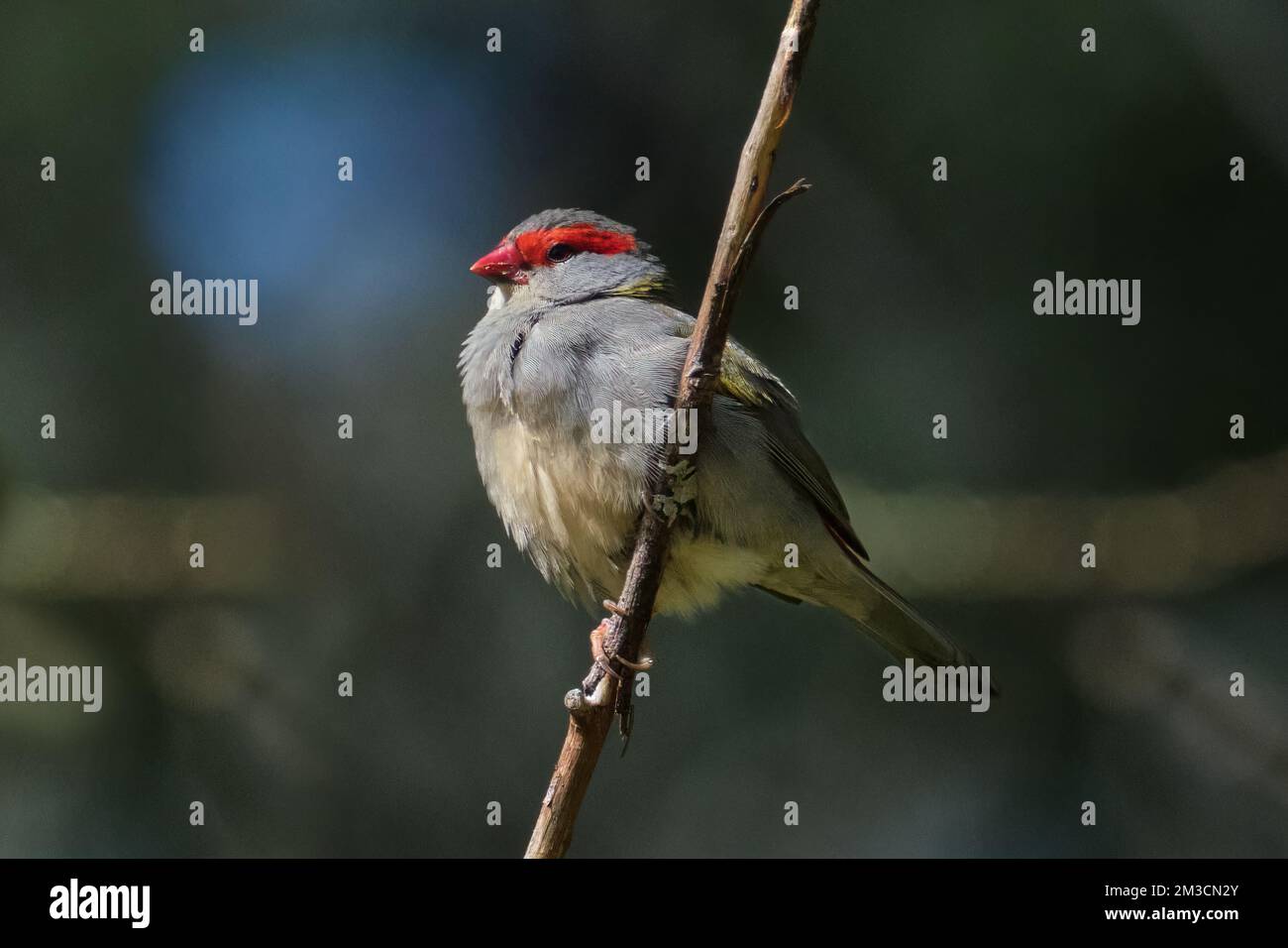 Der Rothaarige Finch Stockfoto