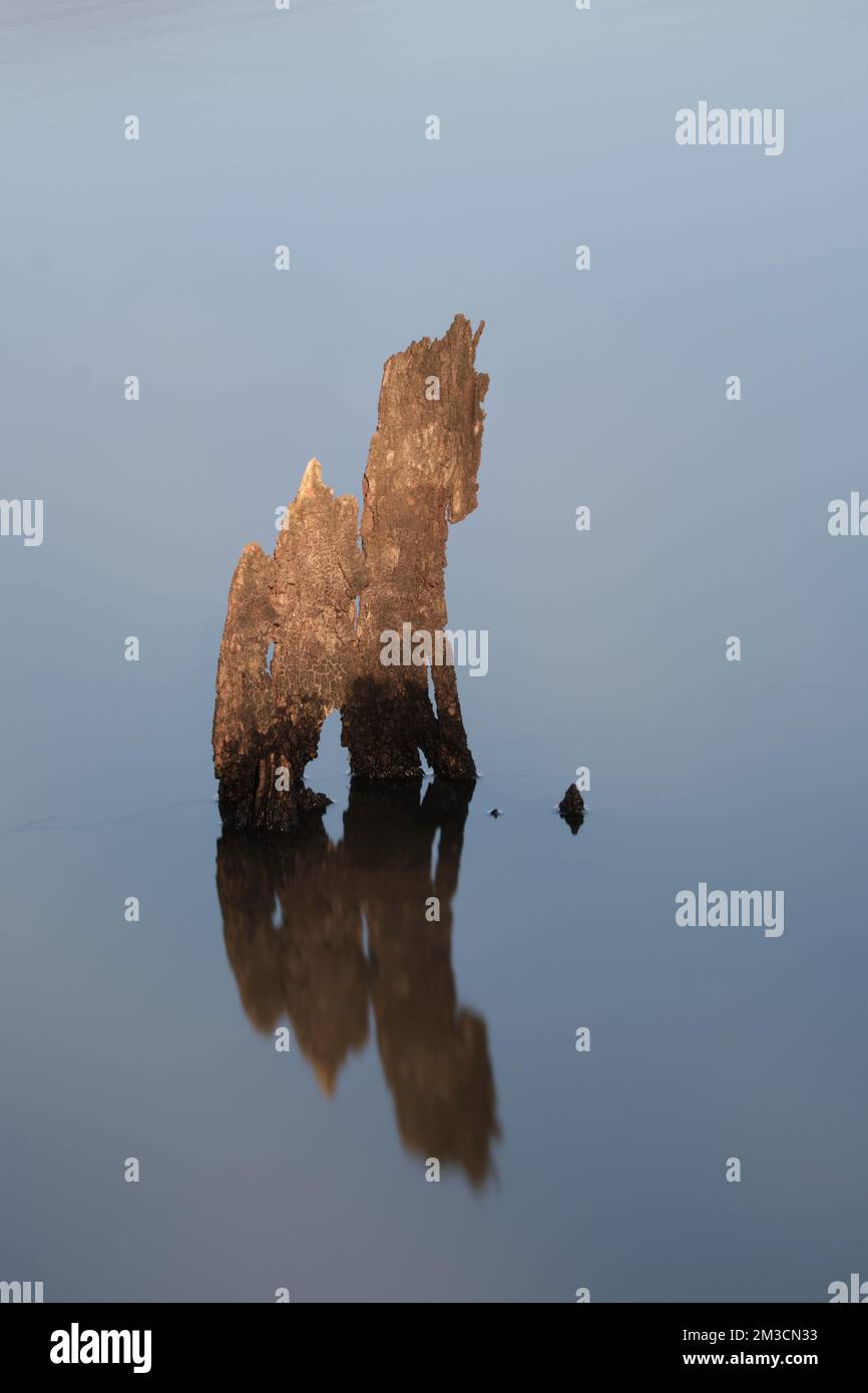 Ein Kleines Pferd Stockfoto