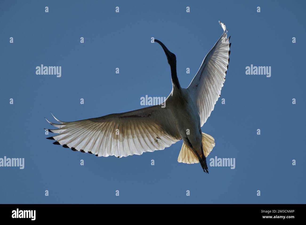 Australisches Ibis an der High Stockfoto