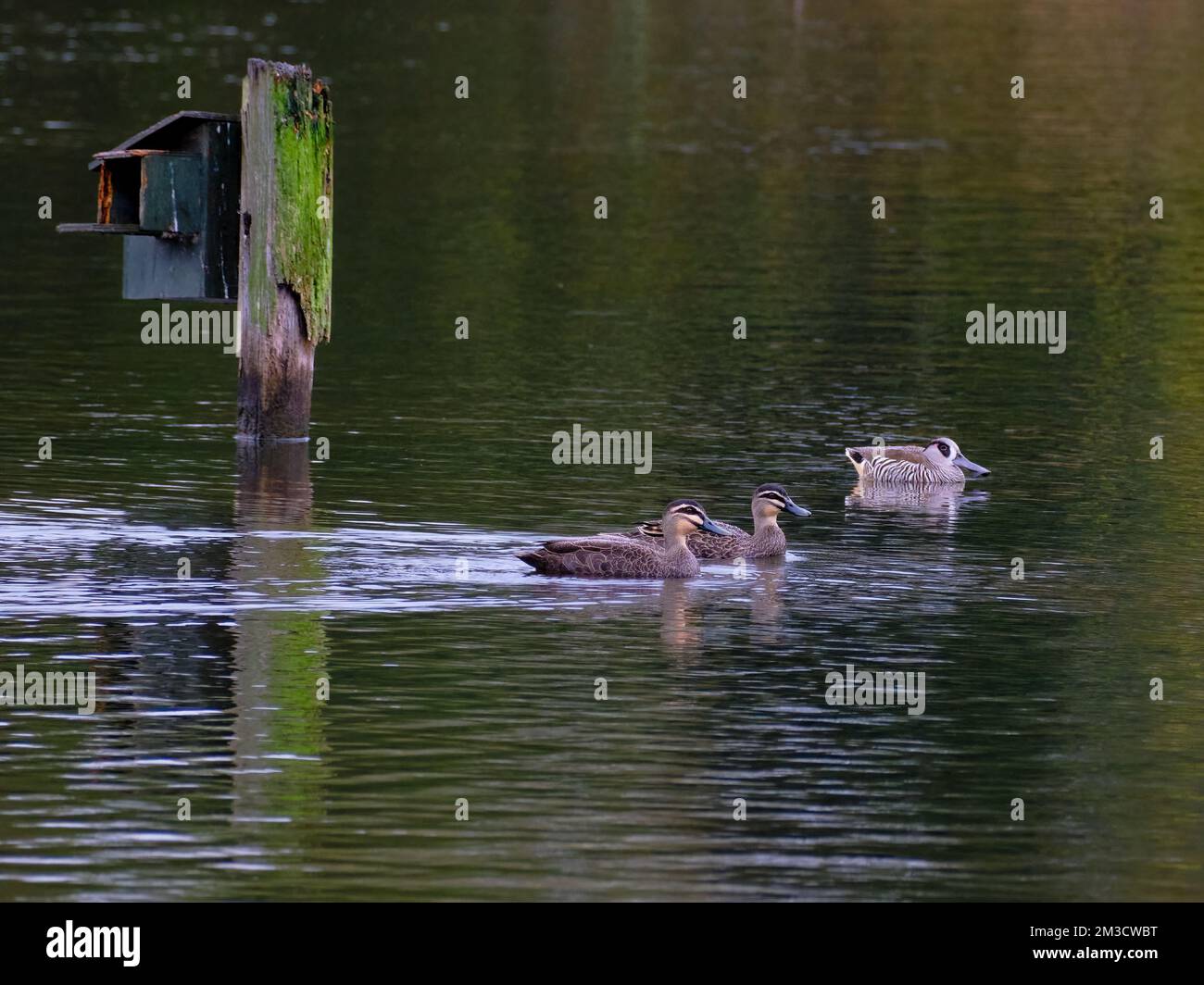 Drei Enten schwimmen Stockfoto