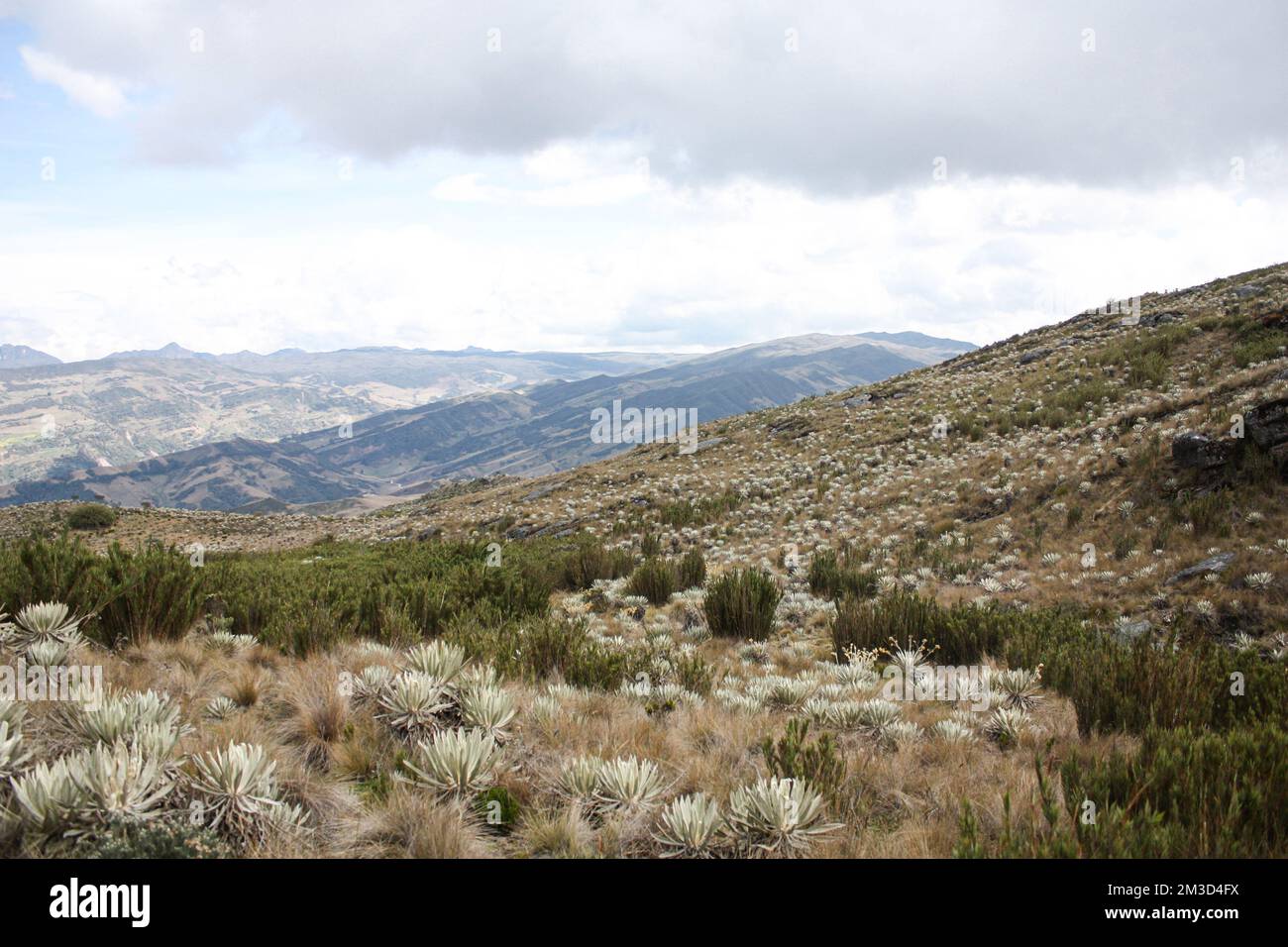 Sumapaz Paramo in der Nähe von Bogota. Kolumbien mit endemischen Pflanzen „frailejones“ und dem Hintergrund der Anden. Südamrica, kolumbianische Hügel. Stockfoto