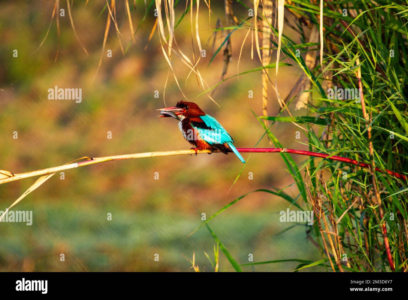 Kingfisher mit Fisch im Schnabel im Chilka Bird Sanctuary in Odisha, Indien Stockfoto