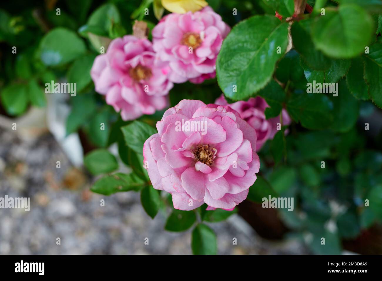 Nahaufnahme von rosa Rosen im Garten Stockfoto