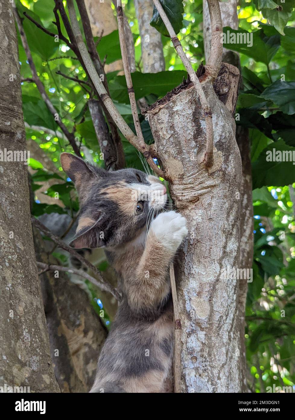 Maui Dschungelkätzchen in einem Baum Stockfoto