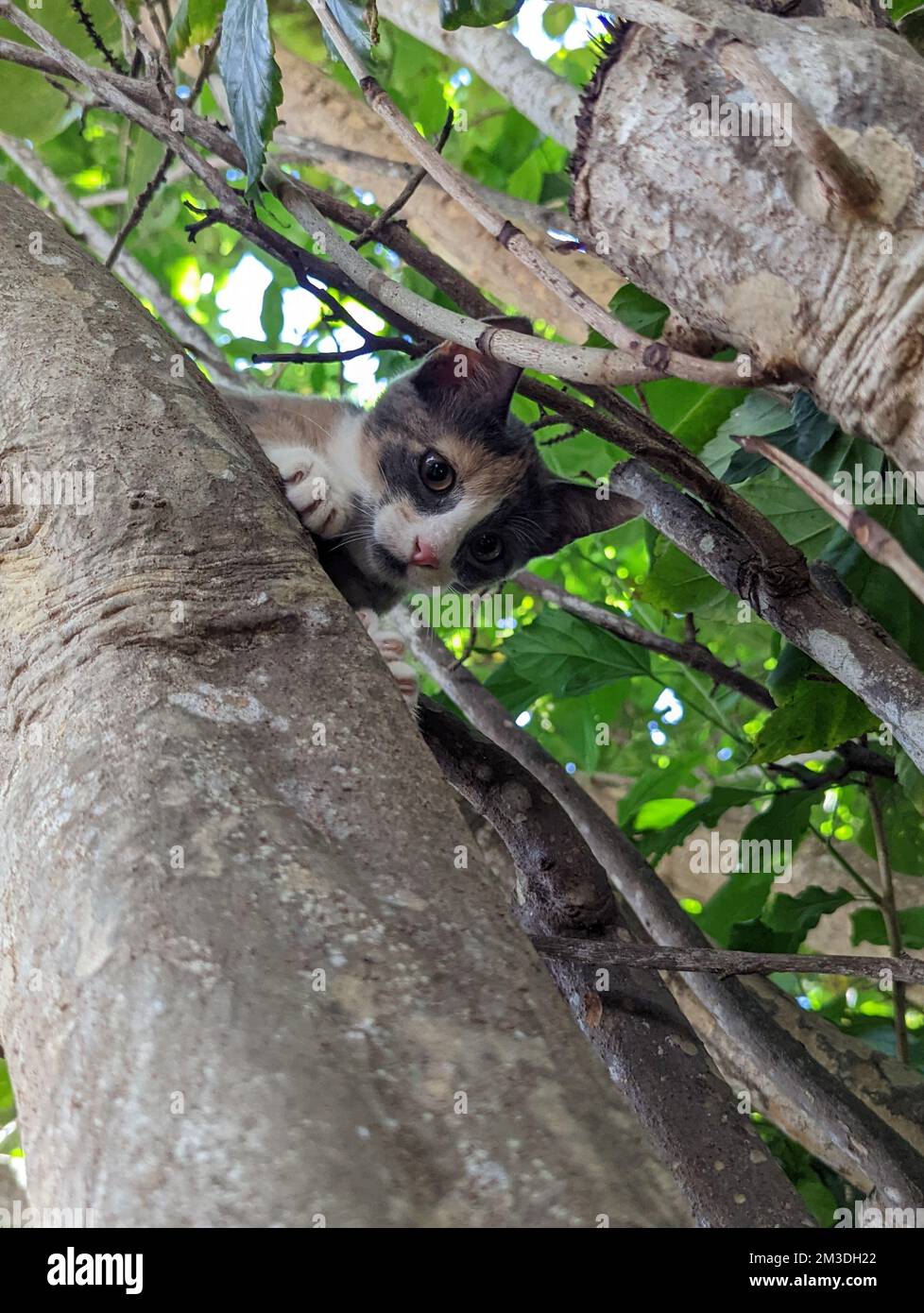 Maui Dschungelkätzchen in einem Baum Stockfoto