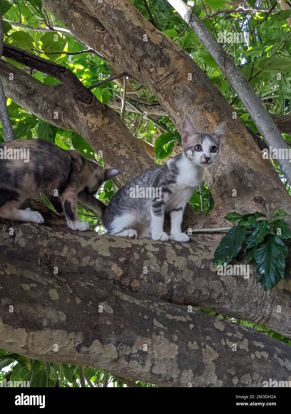 Maui Dschungelkätzchen in einem Baum Stockfoto