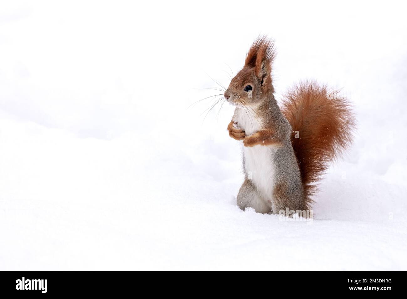 Rot wenig Eichhörnchen stehend auf weißen Schnee im Winter Stockfoto