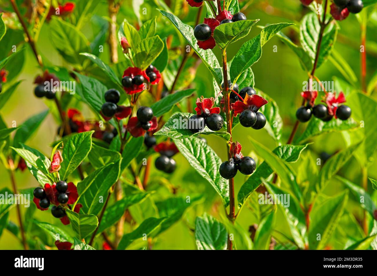 Mickey Mouse Bush (Ochna serrulata) Stockfoto