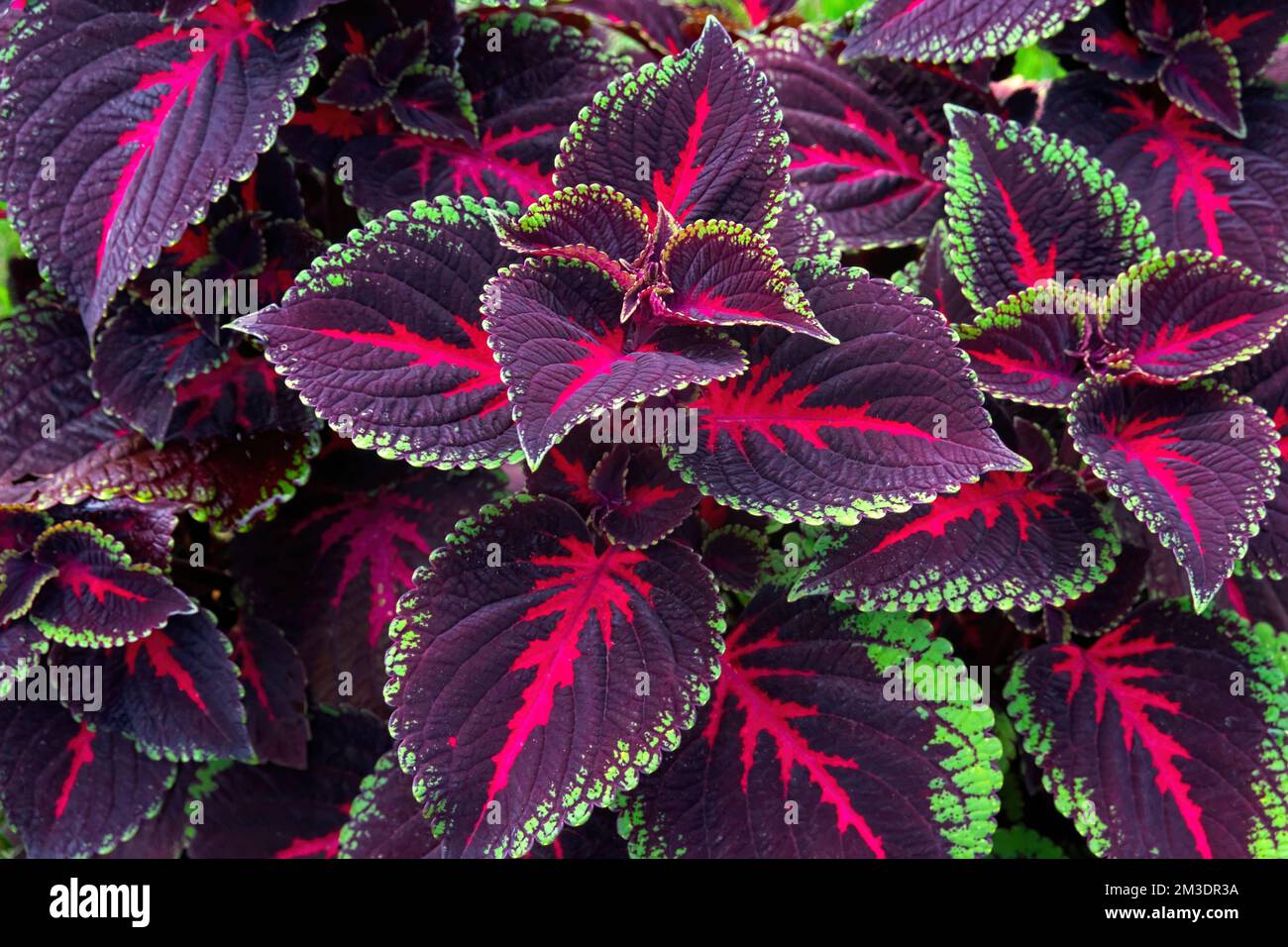 Coleus blamei Hybrid — bemalte Brennkessel (Plectranthus scutellarioides) Stockfoto