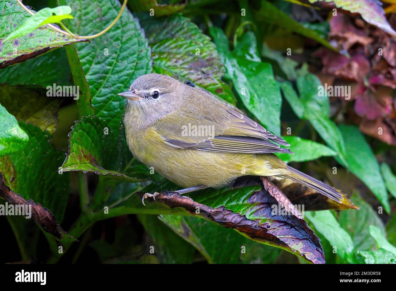 Unreifer Orangenkronen-Warbler (Leiothlypis celata) - hoch oben auf einem Hydrangenblatt. Stockfoto