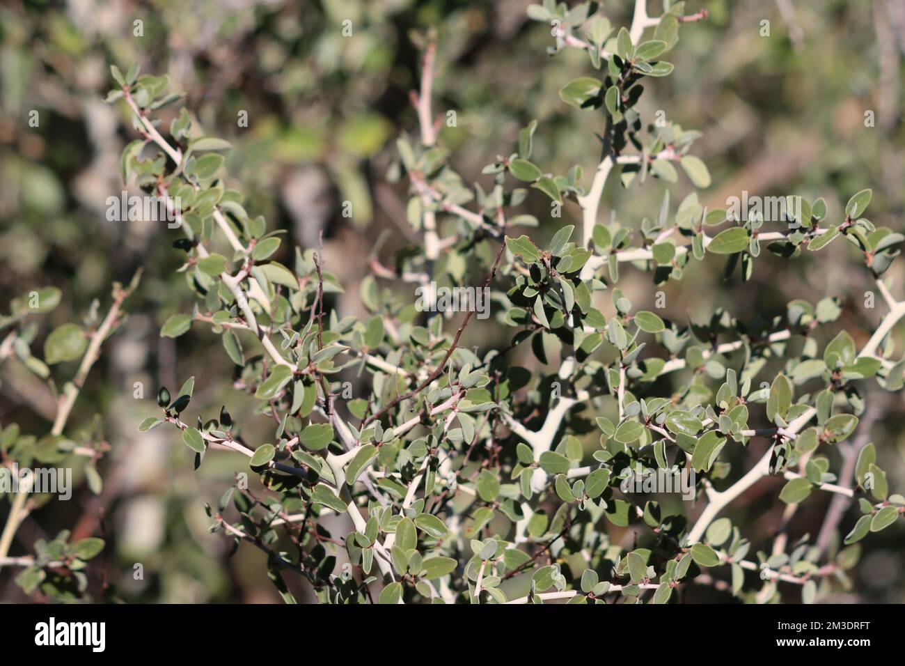 Grüne, einfache, alternativ ungekrümmte ganze ovally elliptische Blätter von Ceanothus leucodermis, Rhamnaceae, aus dem Volcangebirge, Herbst. Stockfoto