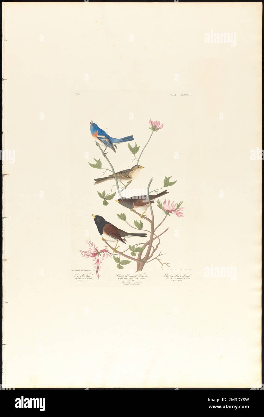 Ein Lazuli-Finch. Tonfink. Oregons Schneefink: Fringilla amœna. 1. Männlich, Frühlingszubehör. Emberiza pallida, Swains. 2. Männlich. Plat, Freiheitsbusch. Azalea nudiflora. Fringilla Oregana, Städte. 3. Männlich. 4. Weiblich. c.1 v.4 Platte 398 , Birds, Spizella, Dark-Eye junco, Passerina. Die Vögel Amerikas - aus Originalzeichnungen von John James Audubon Stockfoto