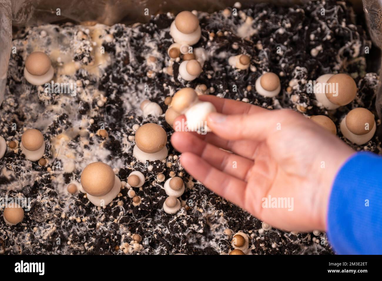 Champignons Pilze Box. Pilze in den Boden. Champignons anbauen und sammeln.Braune Pilze in der Hand.Pilze zu Hause anbauen.Braun Stockfoto