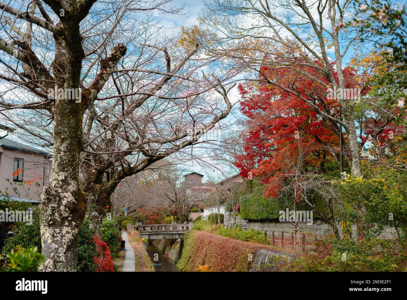 Herbstmaple Road, Philosophenweg in Kyoto, Japan Stockfoto