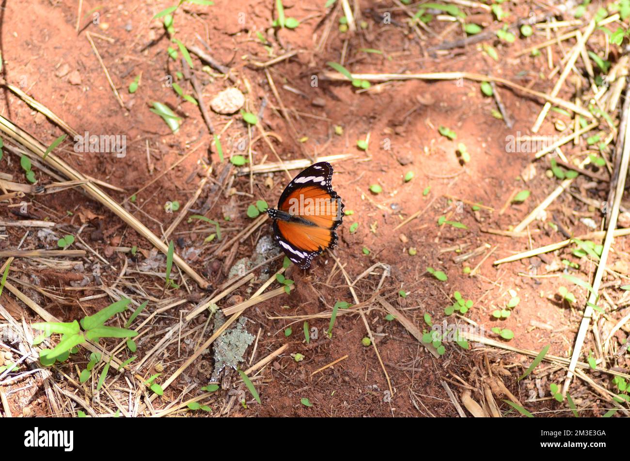 Monarch-Schmetterling auf rotem Sand in Namibia Afrika Stockfoto