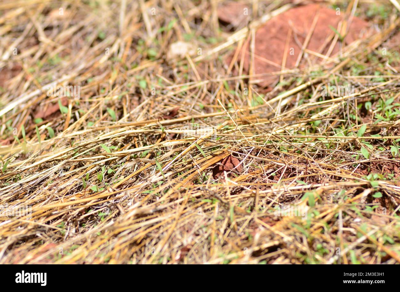 afrikanische Wüstenheule in namibia Afrika Pest Grashopper Stockfoto