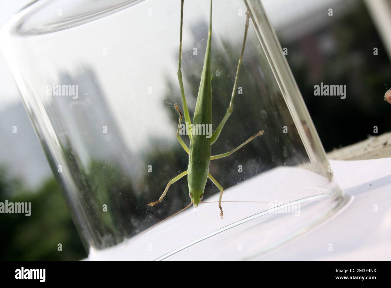 Grosser Conehead Grashüpfer (Ruspolia nitidula) in einem Glasgefäß : (Pix Sanjiv Shukla) Stockfoto