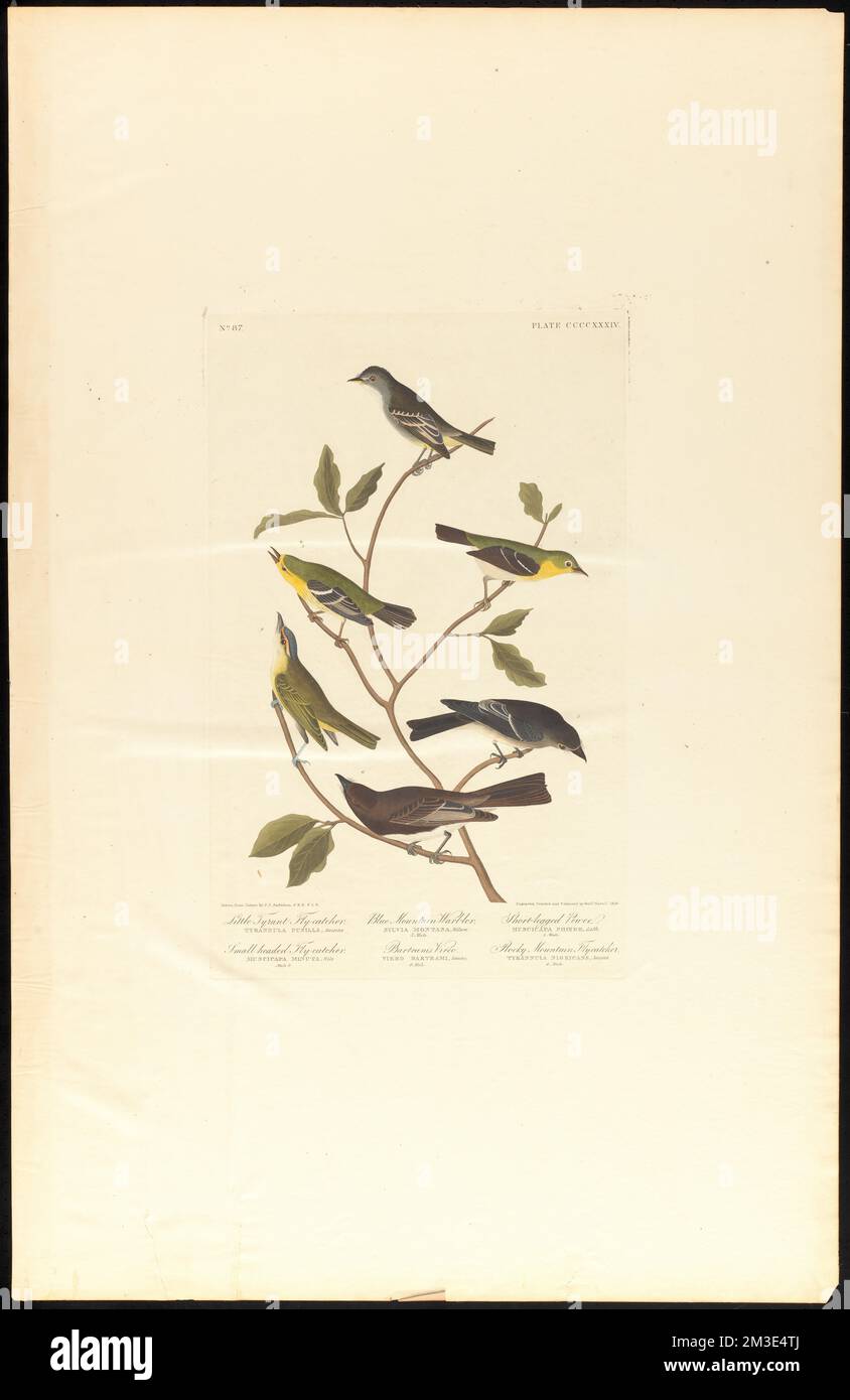 Kleiner Tyrann-Fliegenfänger. Kleinköpfiger Fliegenfänger. Blauer Bergkriecher. Bartram-Vireo. Kurzbeinige kleine. Rocky Mountain Fliegenfänger : Tyrannula pusilla, Swains. Muscicapa minuta, Wils. Männlich, 2. Sylvia montana, Wilson. 3. Männlich. Vireo bartrami, Swains. 4. Männlich. Muscicapa phœbe, lath. 5. Männlich. Tyrannula nigricans, Swains. 6. Männlich. c.1 v.4 Plate 434 , Birds, Western wood-pewee, Sayornis, Sylvia Birds, Empidonax, Rotäugiger Vireo. Die Vögel Amerikas - aus Originalzeichnungen von John James Audubon Stockfoto