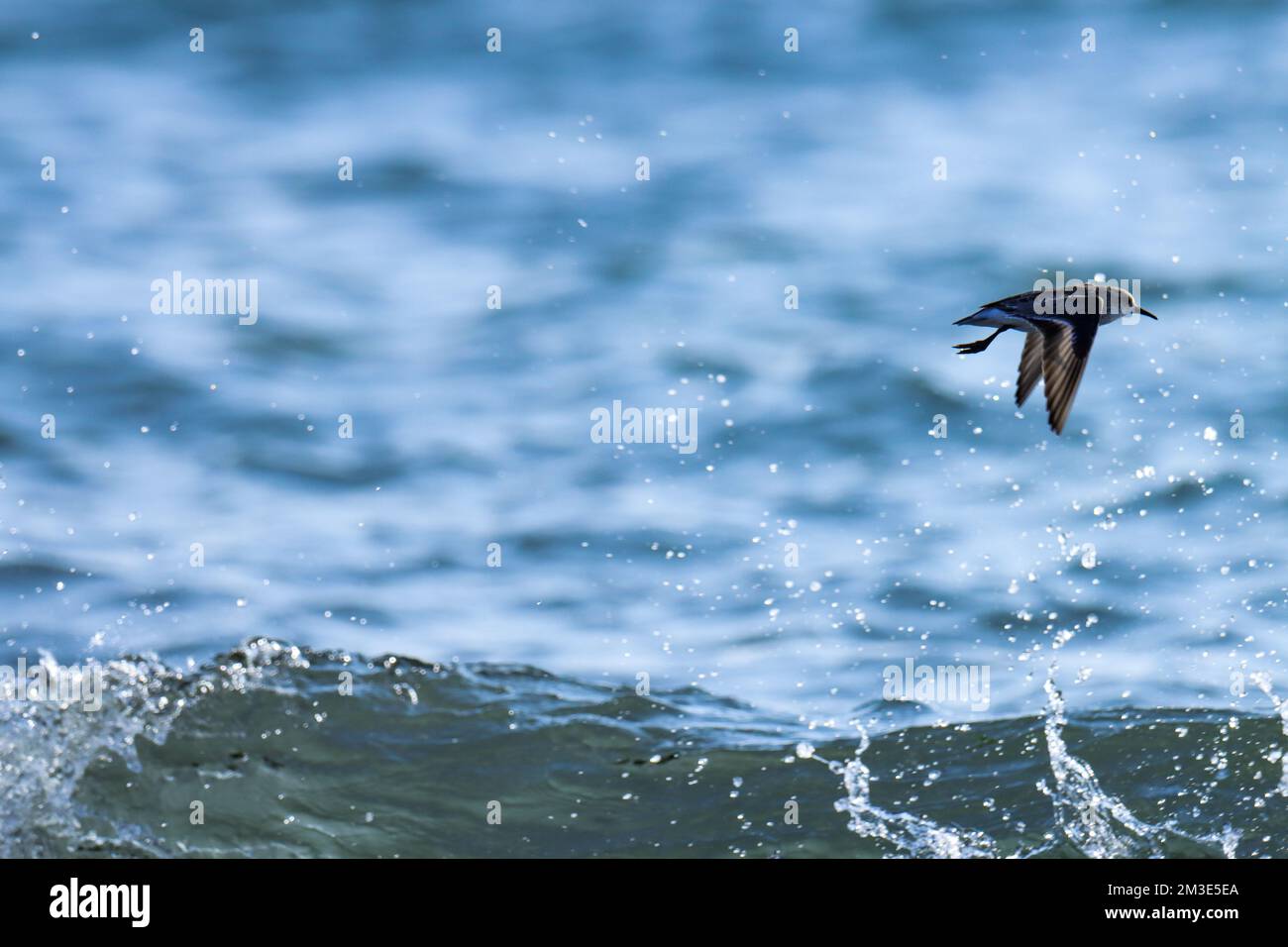 Klein, Vogel, Seevögel, fliegt über die Meereswelle. Stockfoto