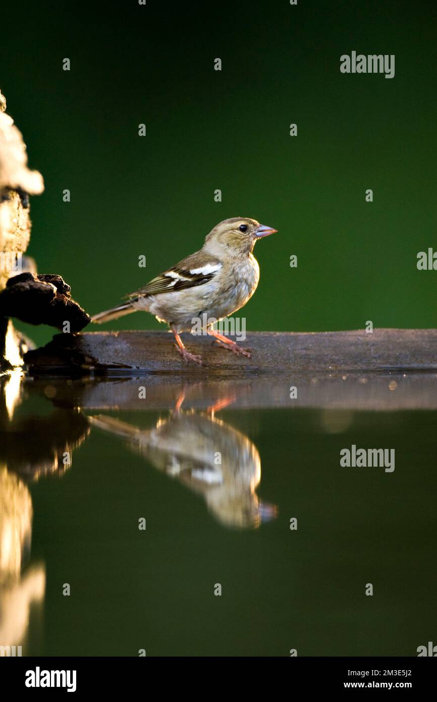 Vrouwtje Vink bij drinkplaats; Weiblicher gemeinsame Buchfink am Trinken Website Stockfoto