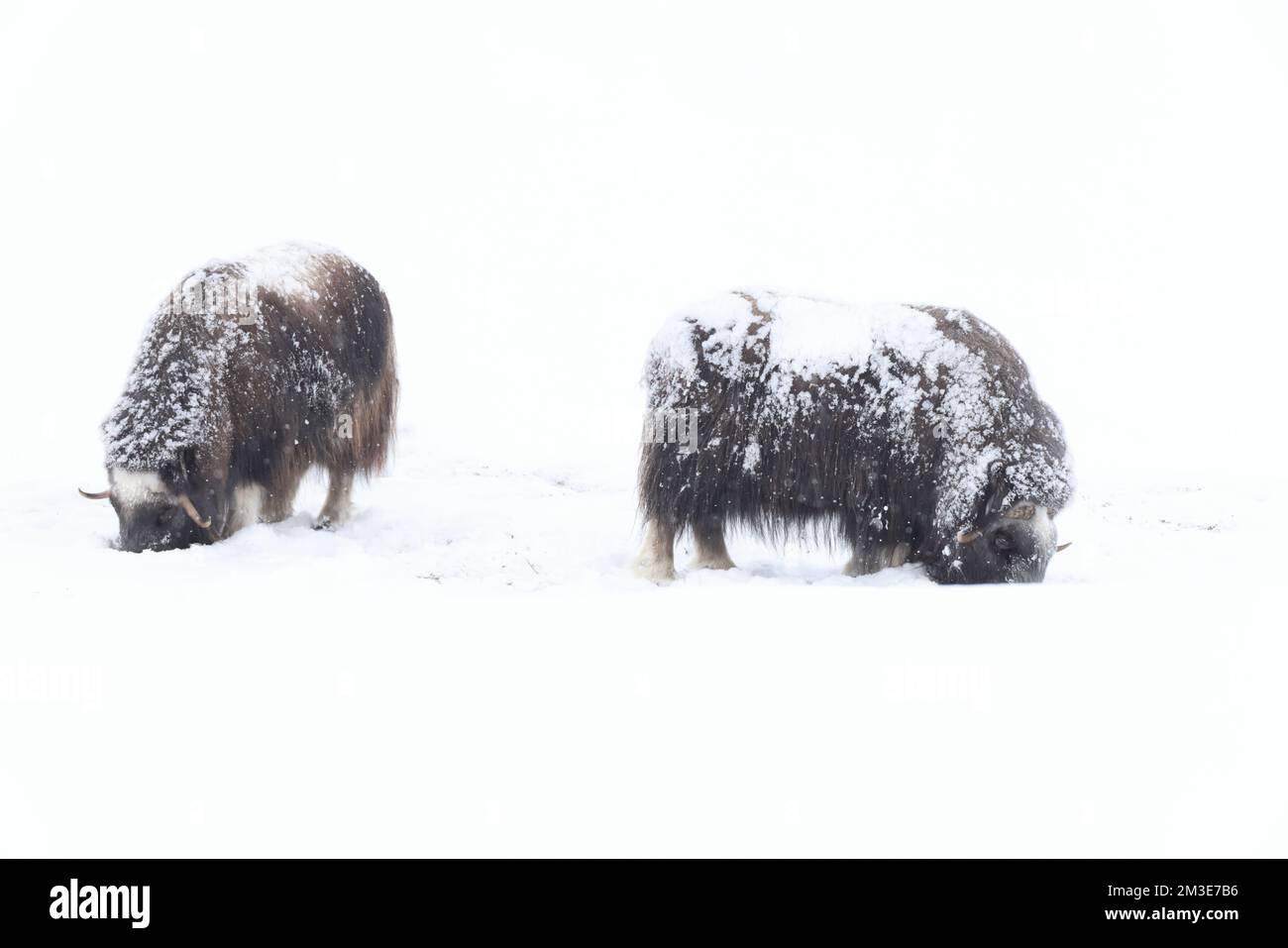 Wilder Muskusochse im Schneesturm im Dovrefjell-Nationalpark Norwegen Stockfoto