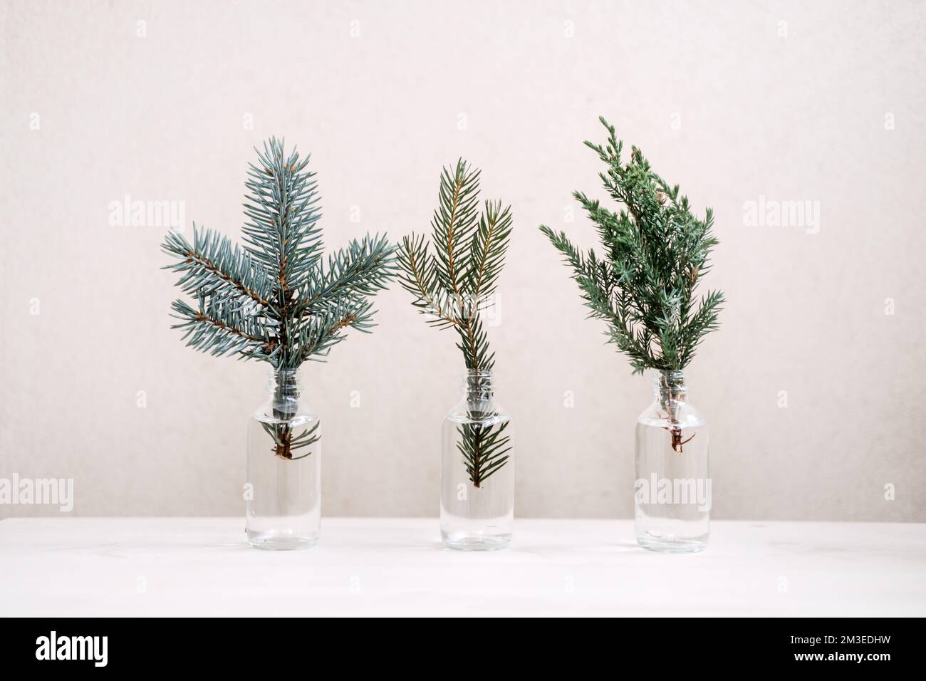 Festliche umweltfreundliche Weihnachten. Nachhaltige grüne Weihnachten. Zweige von Nadeltannen in Flaschen, minimal nachhaltig Stockfoto