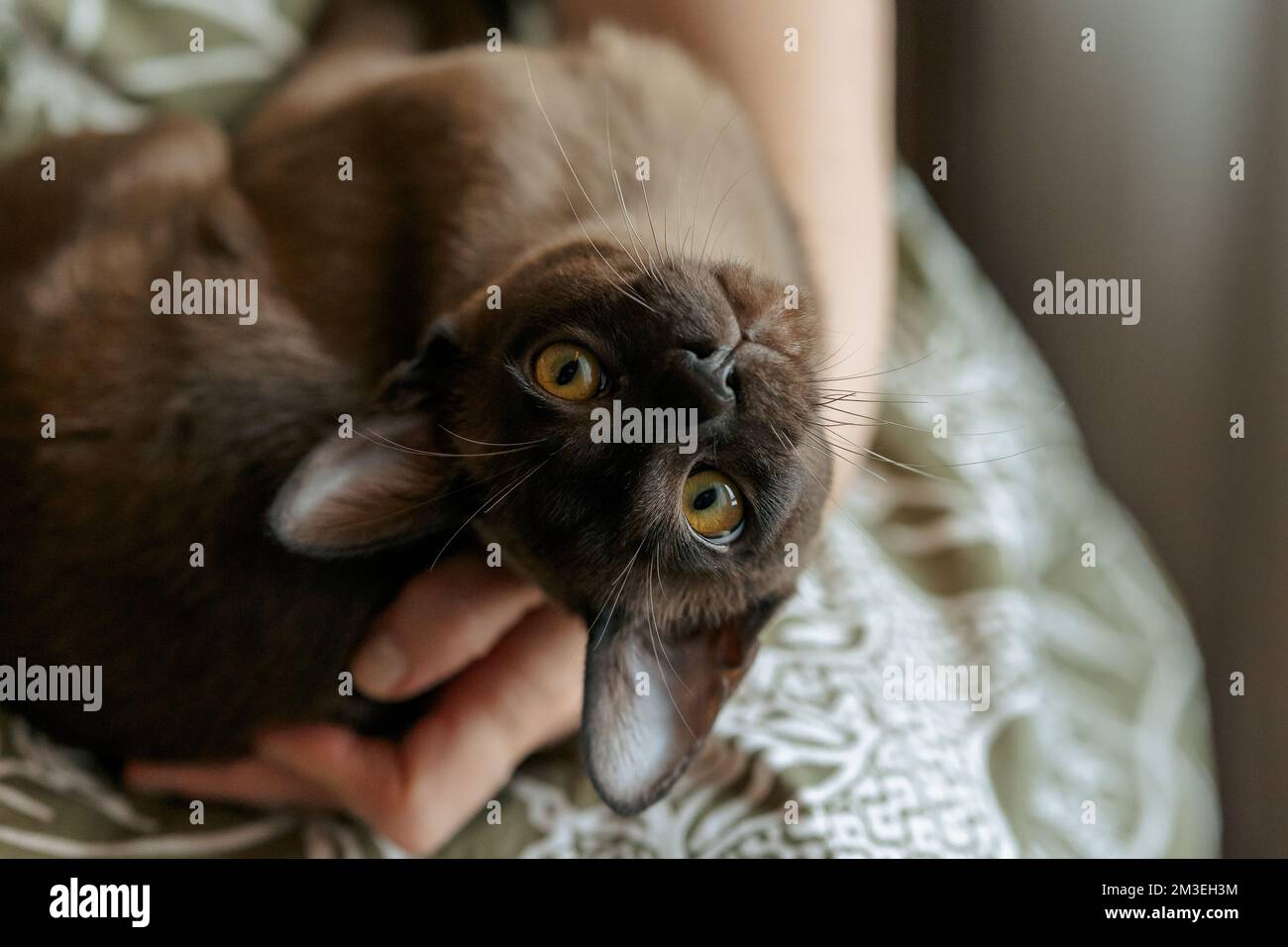 Ein birmanisches Kätzchen. Seltsame, witzige, gefleckte Burma Katze, die in die Kamera schaut. Hochwertiges Foto Stockfoto