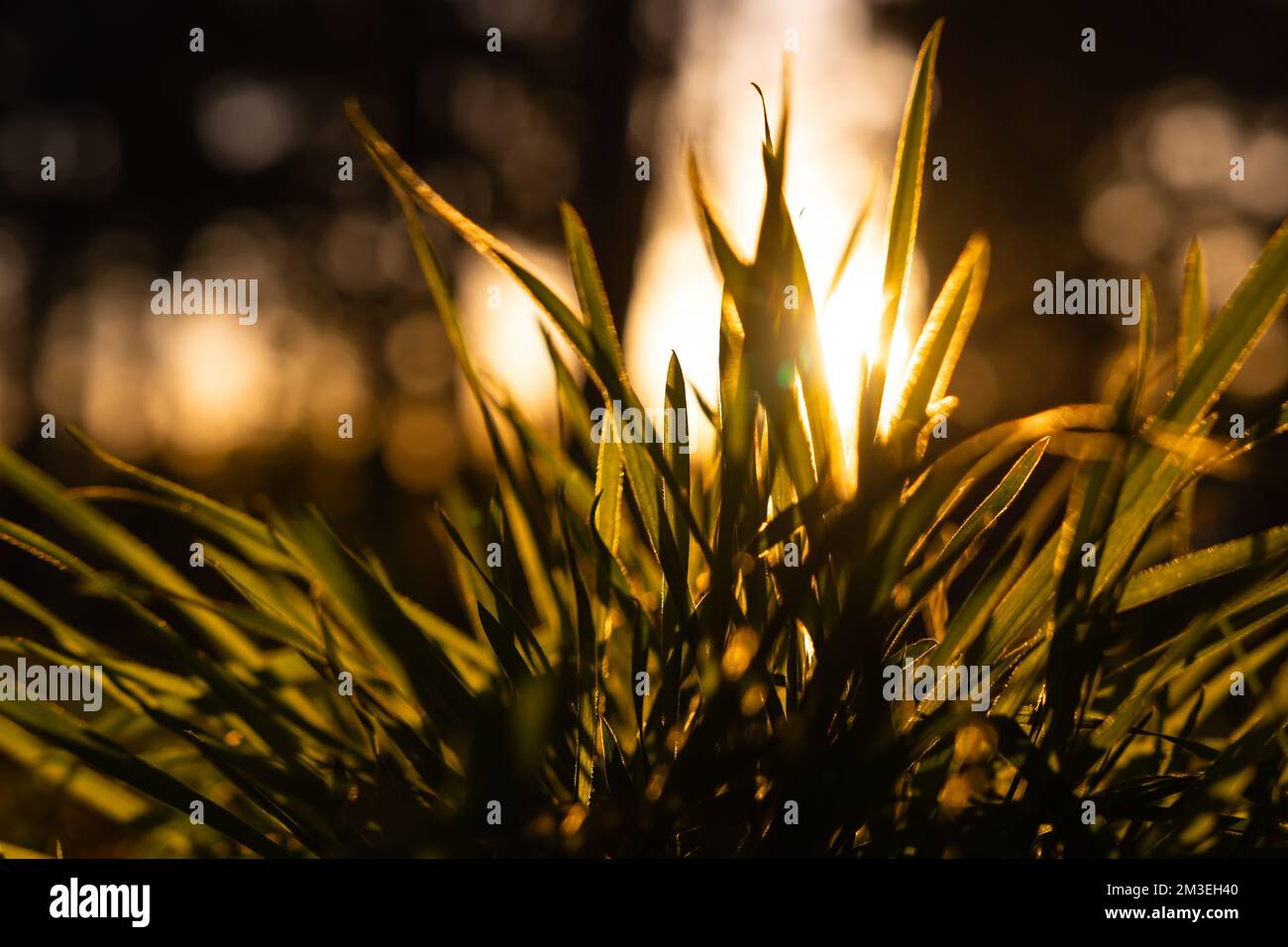 Gräser oder Erntegut bei Sonnenuntergang vom Boden aus. Kohlenstoffnetz Null oder Dekarbonisierung oder Konzeptfoto. Selektiver Fokus. Stockfoto