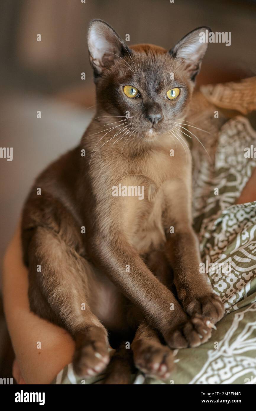 Ein birmanisches Kätzchen. Seltsame, witzige, gefleckte Burma Katze, die in die Kamera schaut. Hochwertiges Foto Stockfoto