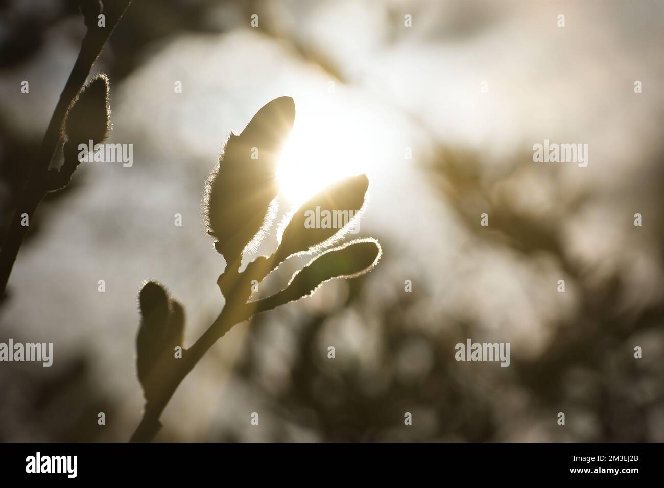 Magnolienknospen auf einem Magnolienbaum mit der Sonne im Hintergrund. Magnolienbäume sind in der Blütezeit eine wahre Pracht. Ein Blickfang im lan Stockfoto