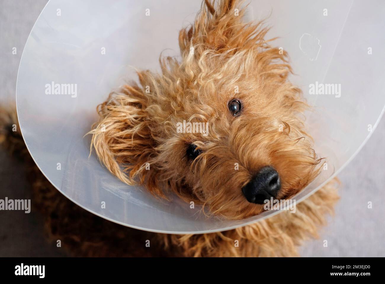 Hund mit Schutzkegelkragen nach Operationen Stockfoto