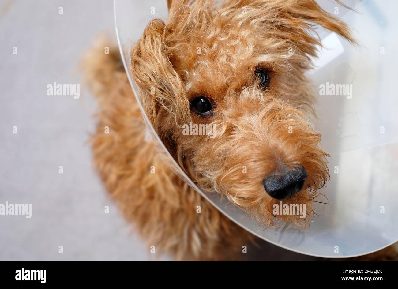 Hund mit Schutzkegelkragen nach Operationen Stockfoto