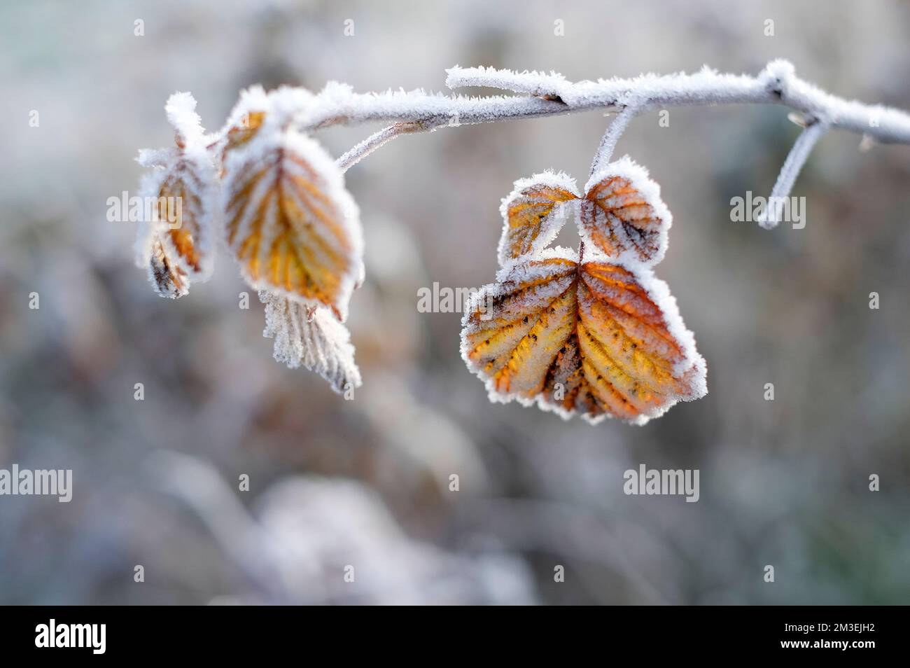 Frost auf Winterblättern in einem englischen Garten, norfolk, england Stockfoto