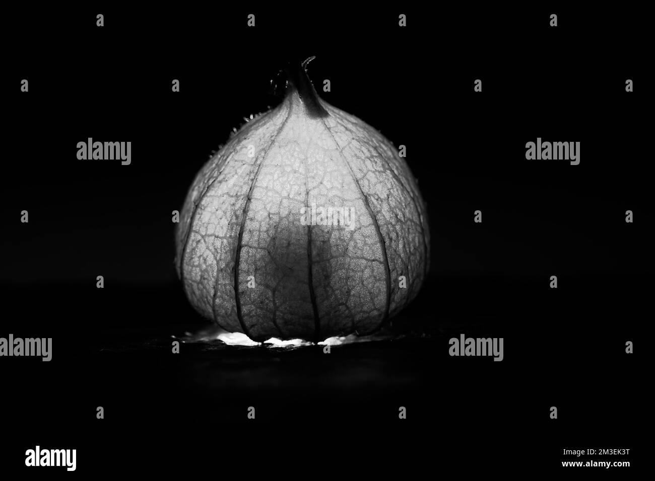 physalis in schwarzem Weiß auf schwarzem nassem Hintergrund. Beleuchtetes Obst. Vitamin-C-reiche Früchte. Strukturen im Detail dargestellt. Schwarzer Hintergrund für Lebensmittelfotos Stockfoto